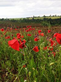 Red poppy flowers on field