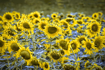 Close-up of yellow flowers on field