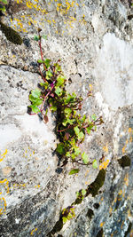 Close-up of plant by tree