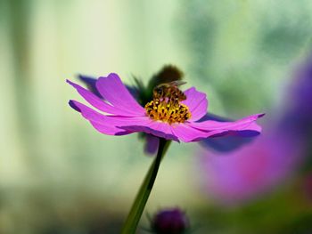 Close-up of honey bee on purple flowering plant