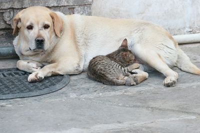 Dog and cat lying on the ground