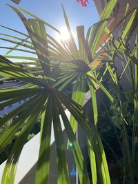 Low angle view of palm tree against sky on sunny day