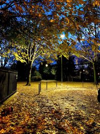 Trees in park during autumn