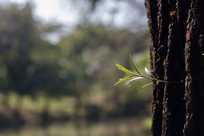 Small branches sprouting from the bark. growth up.