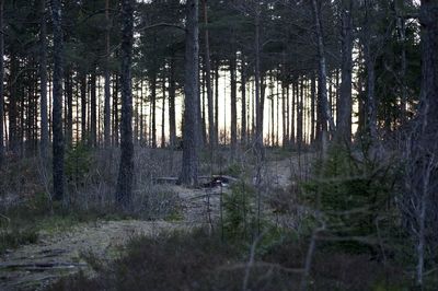 Trees in forest