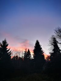 Silhouette pine trees against sky during sunset