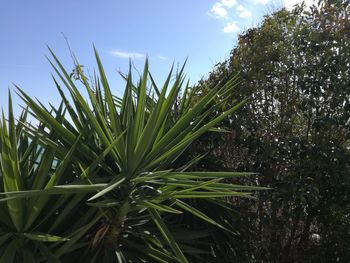 Close-up of grass growing on field against sky