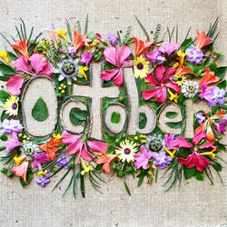 Close-up of multi colored flowers on wood