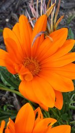 Close-up of orange day lily blooming outdoors