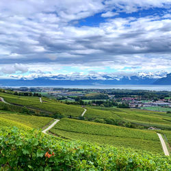 Scenic view of agricultural field against sky