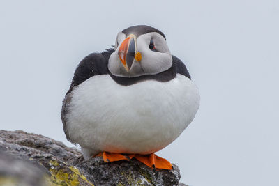 Chubby puffin