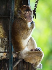 Monkey sitting outdoors