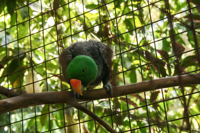 Close-up of parrot perching on tree in cage