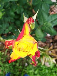 Close-up of fresh yellow flower blooming outdoors