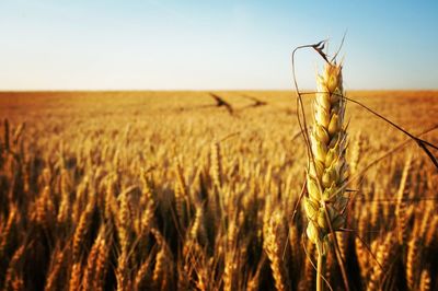 Close-up of wheat field against clear sky