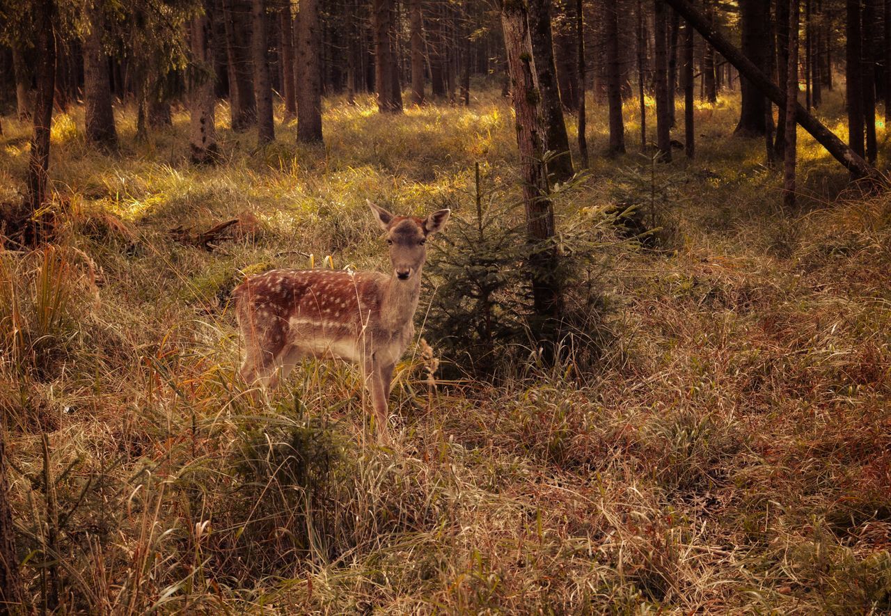 VIEW OF DEER STANDING ON FIELD