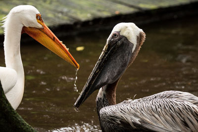 Close-up of birds in lake