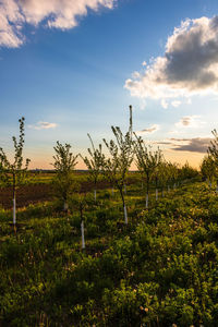 Plants growing on field against sky during sunset