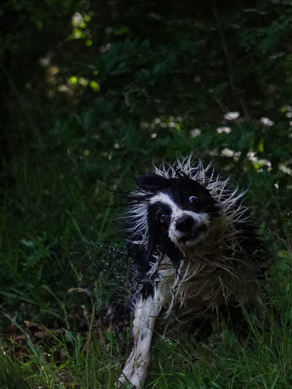 PORTRAIT OF DOG ON GRASS