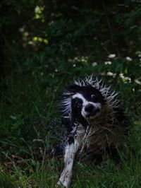 Portrait of dog on field