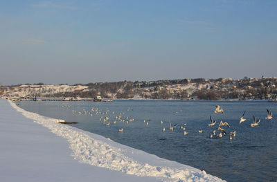 Birds over the river by the snowy bank in winter
