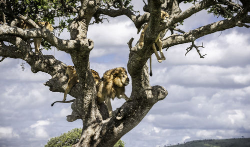 Lion and lioness on tree against sky
