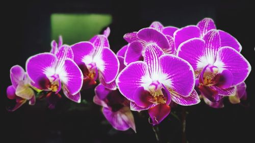 Close-up of purple flowering plant against black background