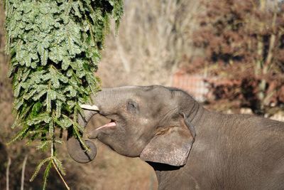 View of elephant