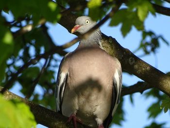 Low angle view of bird perching on tree