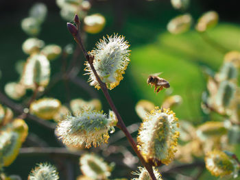 Close-up of thistle blooming outdoors