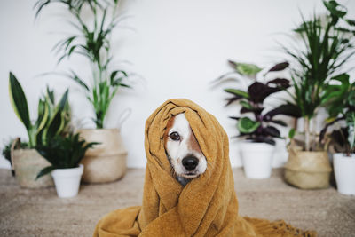 Portrait of dog relaxing by plants