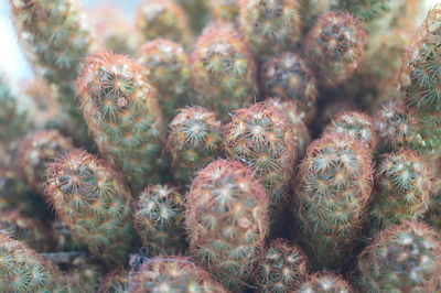 Close-up of cactus