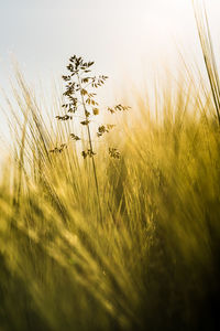 Close-up of stalks in field against sky