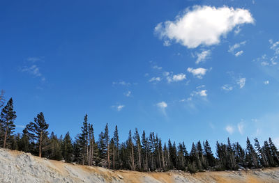 Low angle view of trees against sky