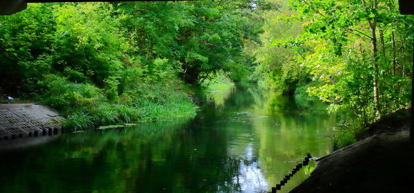 Scenic view of lake in forest