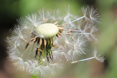 Close-up of dandelion flower