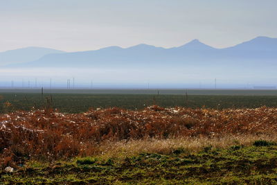 Scenic view of field against sky
