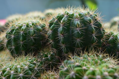 Close-up of cactus plant