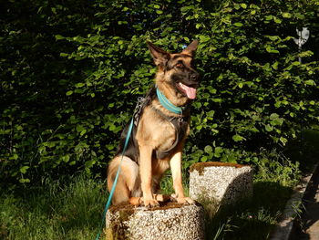 View of a dog sitting against plants