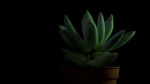 Close-up of cactus plant