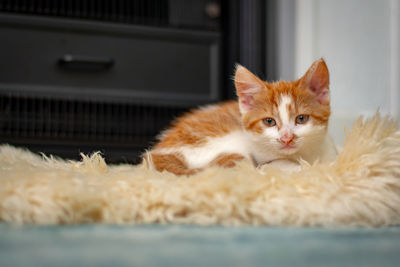 Close-up portrait of a cat