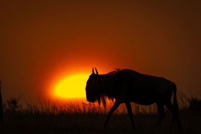 Side view of horse on field against sky during sunset