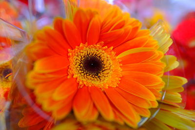 Close-up of orange gerbera daisy