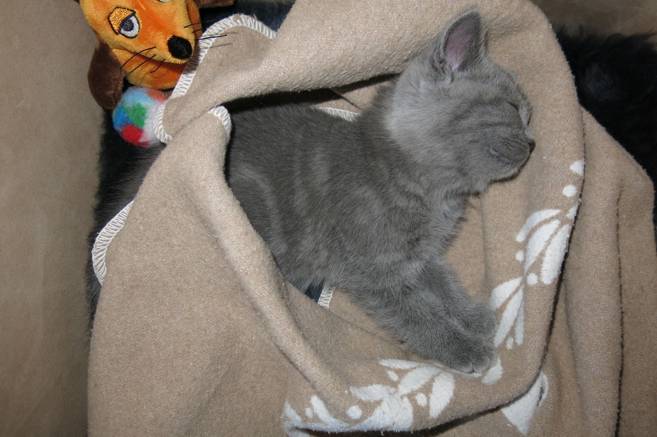 CLOSE-UP OF CAT LYING DOWN ON HOME