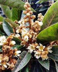 Close-up of insect on plant