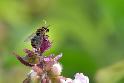 Bee is on the plant with blurred background.