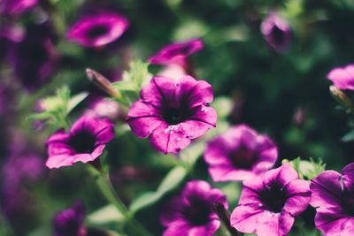 Close-up of purple flowers blooming outdoors