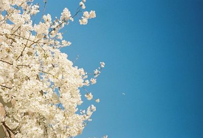 Low angle view of flowers against blue sky