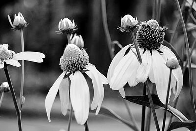 Close-up of flowers blooming outdoors