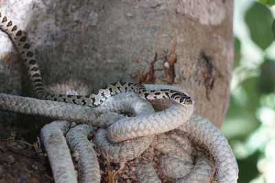 Close-up of lizard on tree trunk